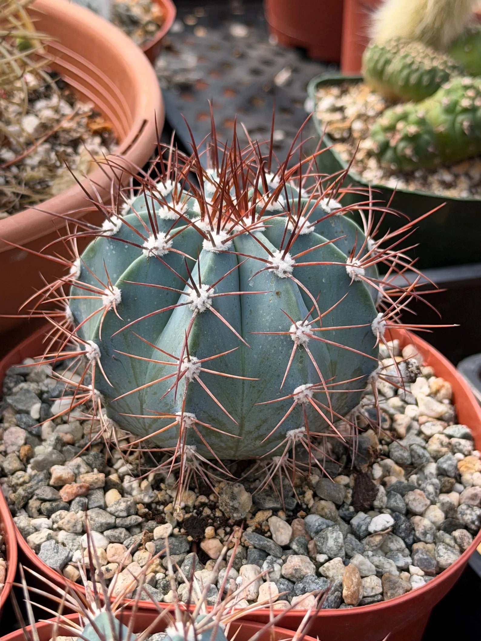 6-Inch Melocactus Azureus | Blue Turk's Cap Cactus