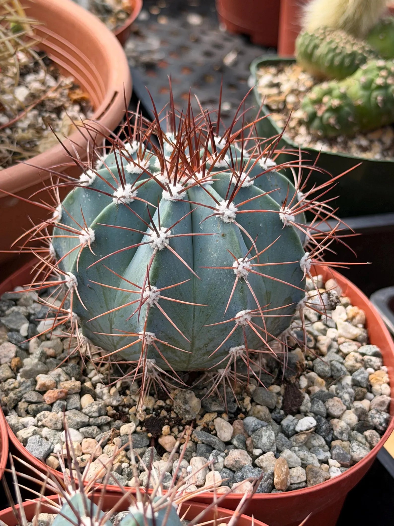 6-Inch Melocactus Azureus | Blue Turk's Cap Cactus