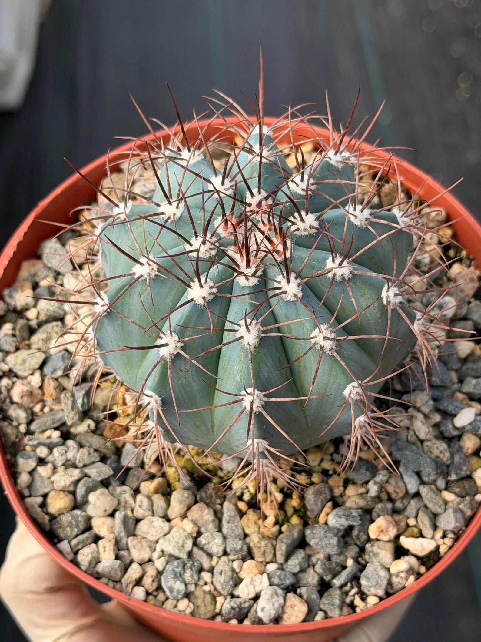 6-Inch Melocactus Azureus | Blue Turk's Cap Cactus