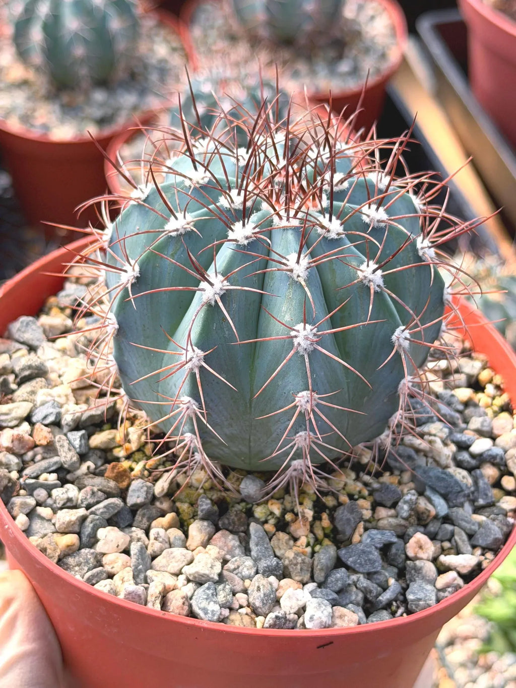 6-Inch Melocactus Azureus | Blue Turk's Cap Cactus
