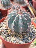 6-Inch Melocactus Azureus | Blue Turk's Cap Cactus