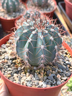 6-Inch Melocactus Azureus | Blue Turk's Cap Cactus