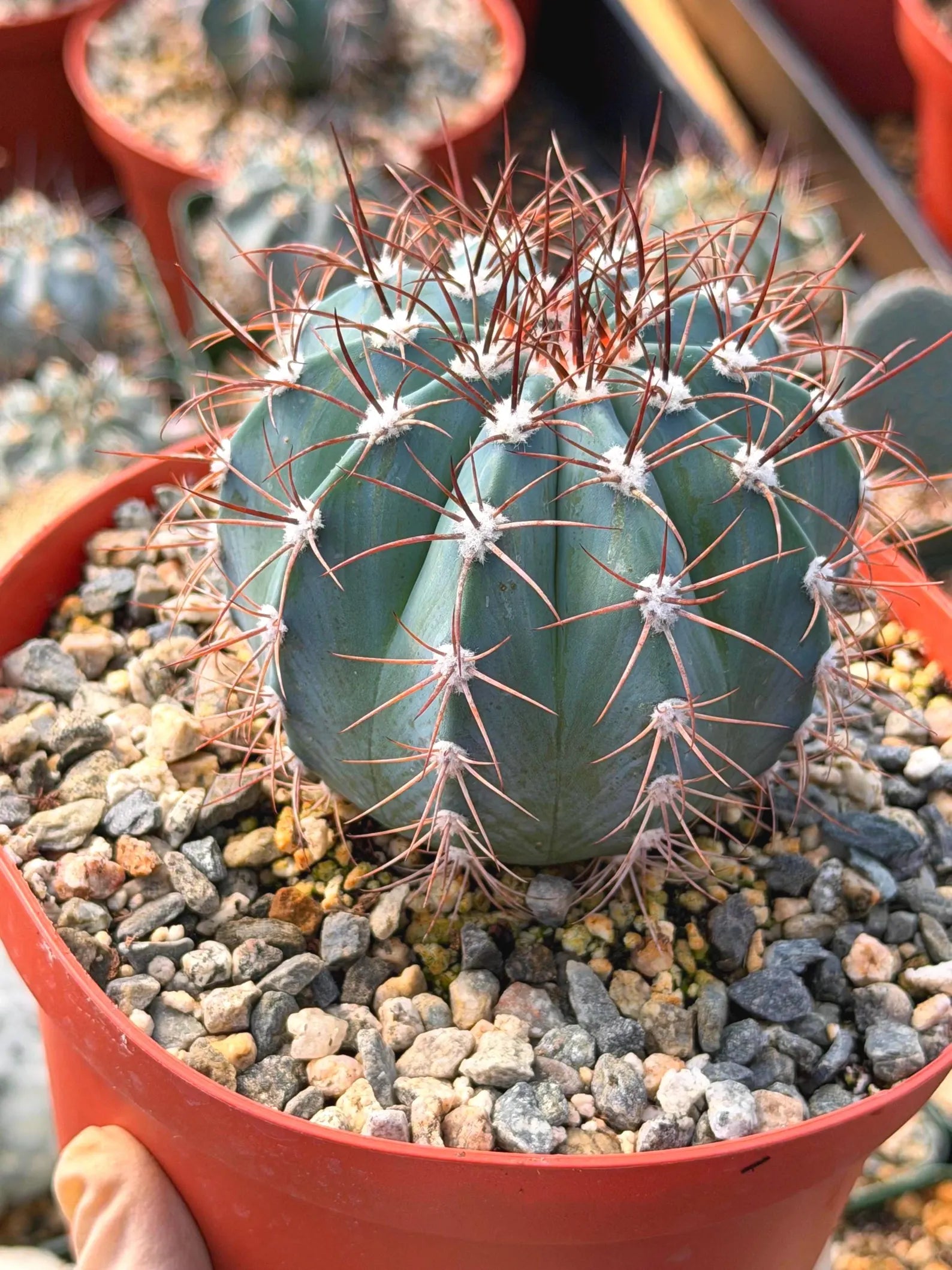 6-Inch Melocactus Azureus | Blue Turk's Cap Cactus