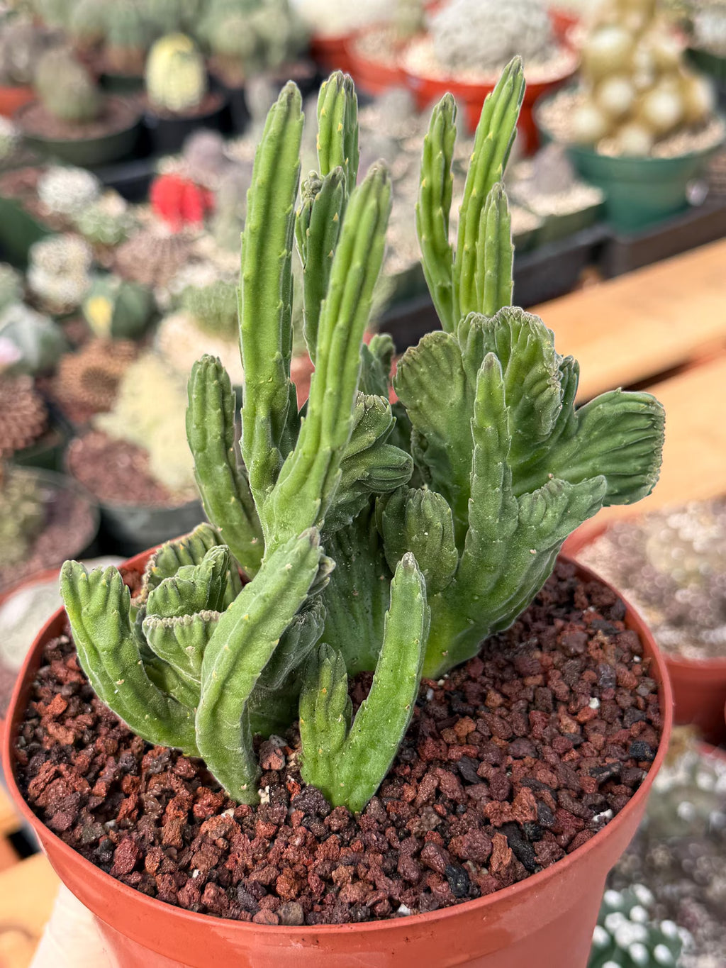 Rare Crested Stapelia Leendertziae Live Succulent – Exact Collector Plant #370