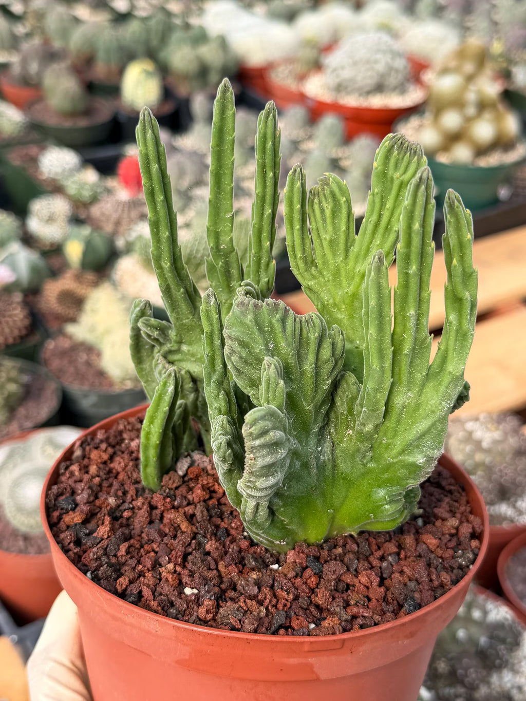 Rare Crested Stapelia Leendertziae Live Succulent – Exact Collector Plant #370