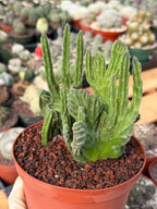 Rare Crested Stapelia Leendertziae Live Succulent – Exact Collector Plant #370