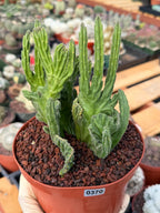 Rare Crested Stapelia Leendertziae Live Succulent – Exact Collector Plant #370