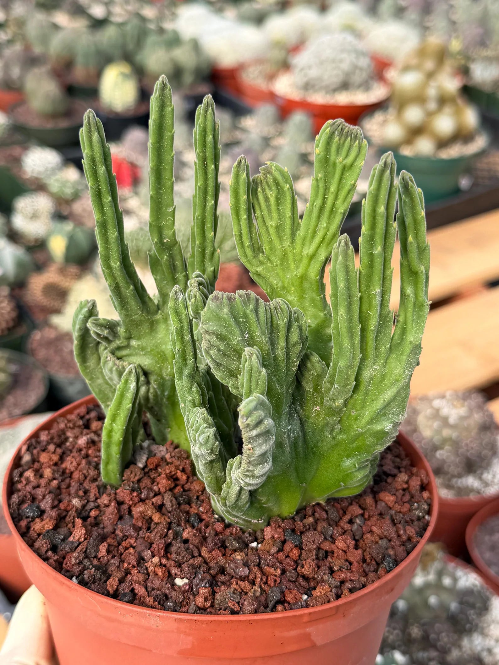 Rare Crested Stapelia Leendertziae Live Succulent – Exact Collector Plant #370