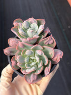 Echeveria Raindrop | Rare Live Succulent Plant | 4 Inch Exact Plant