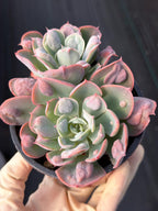 Echeveria Raindrop | Rare Live Succulent Plant | 4 Inch Exact Plant