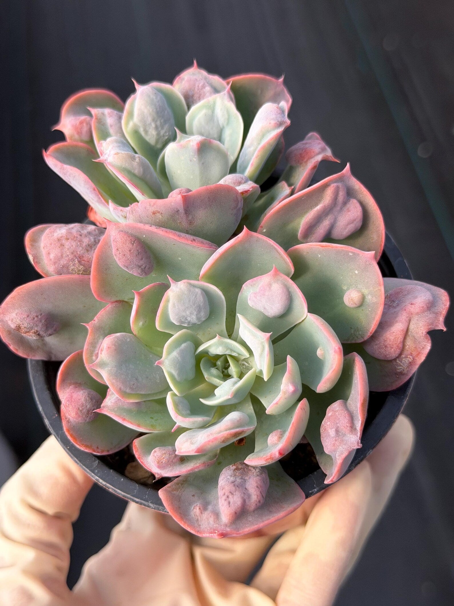 Echeveria Raindrop | Rare Live Succulent Plant | 4 Inch Exact Plant