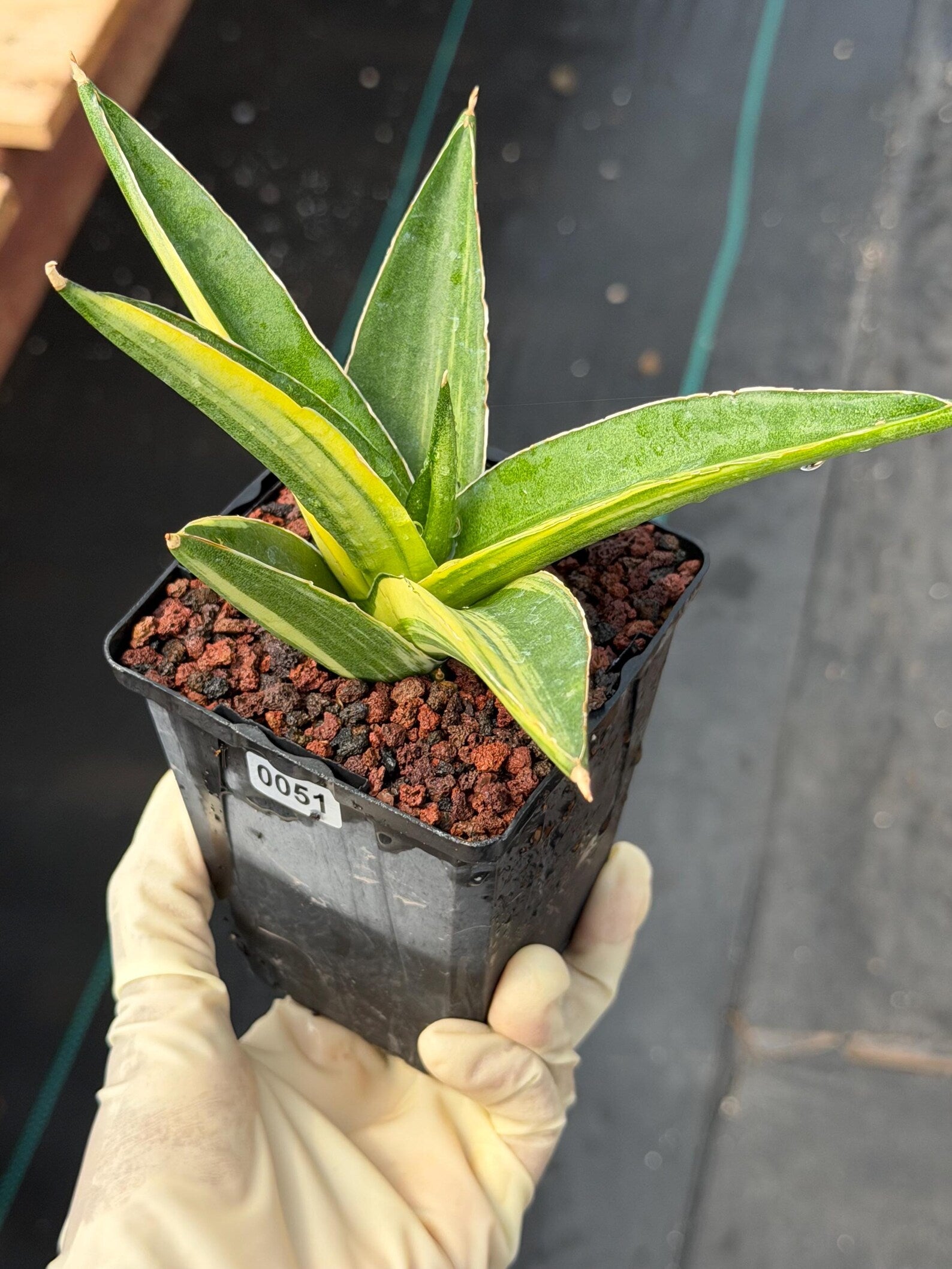 Variegated Sansevieria Suriyothai Rare Live Snake Plant – Exact Houseplant #51