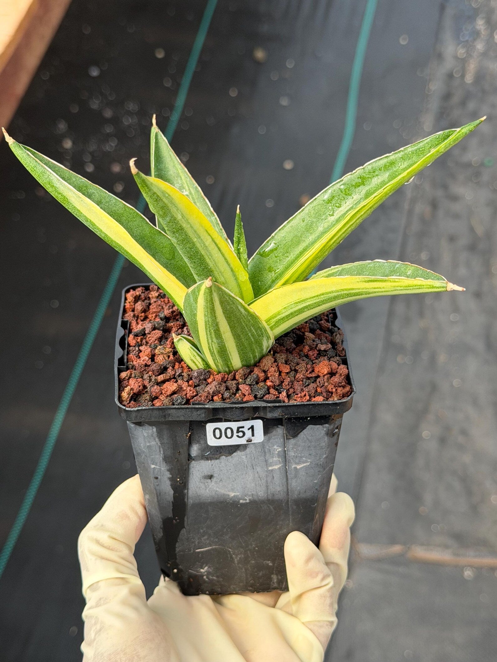 Variegated Sansevieria Suriyothai Rare Live Snake Plant – Exact Houseplant #51