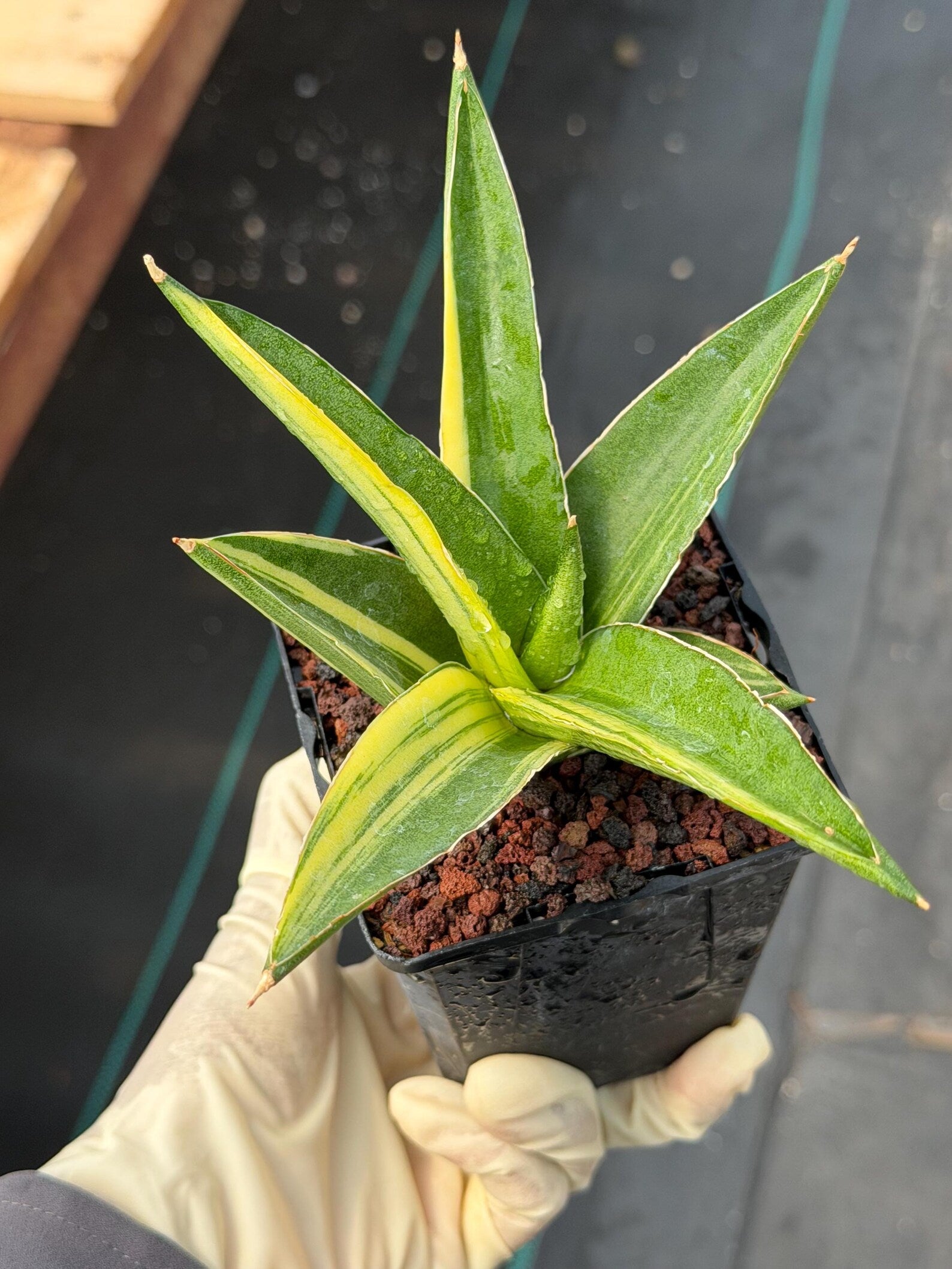 Variegated Sansevieria Suriyothai Rare Live Snake Plant – Exact Houseplant #51