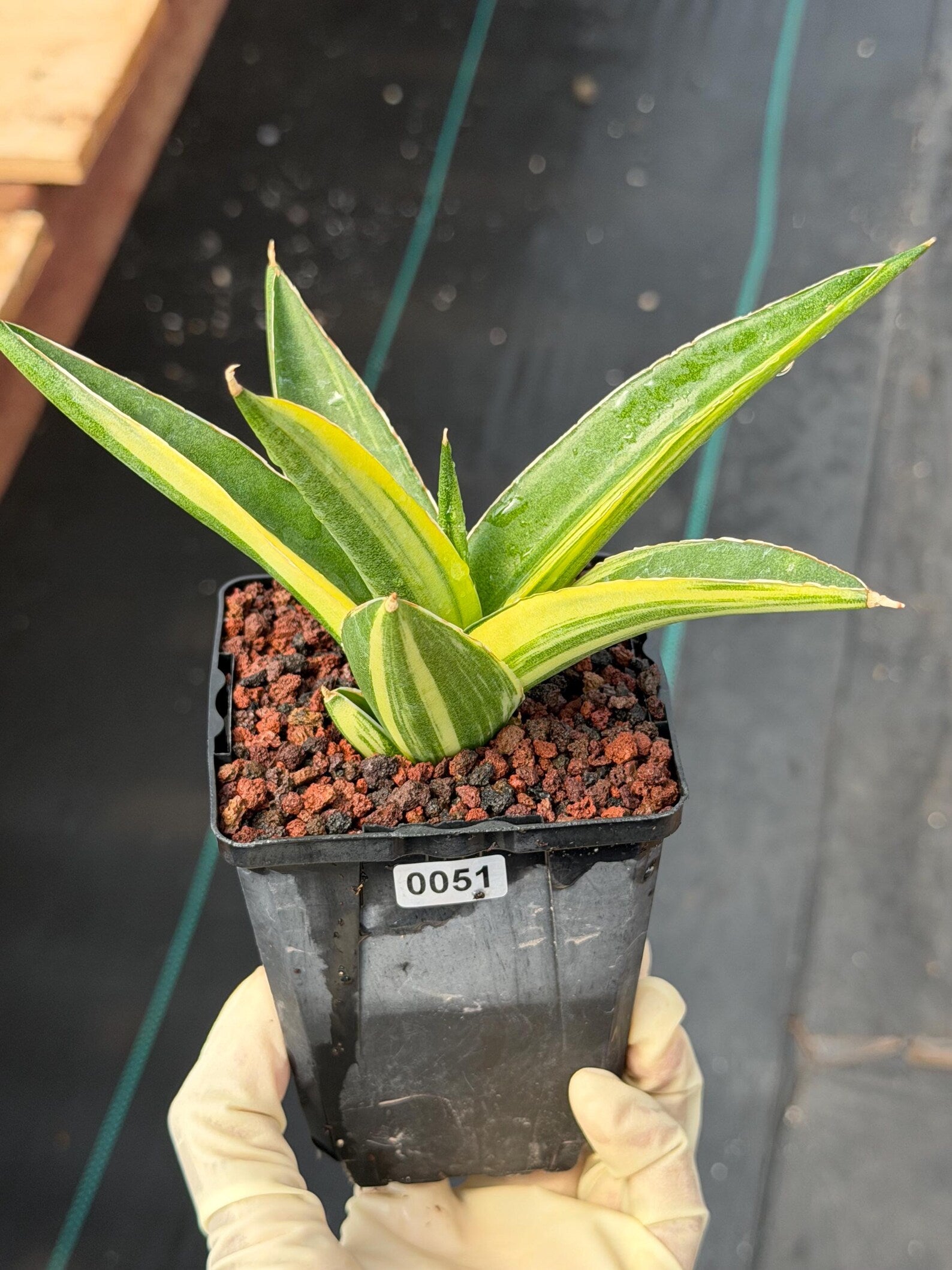 Variegated Sansevieria Suriyothai Rare Live Snake Plant – Exact Houseplant #51