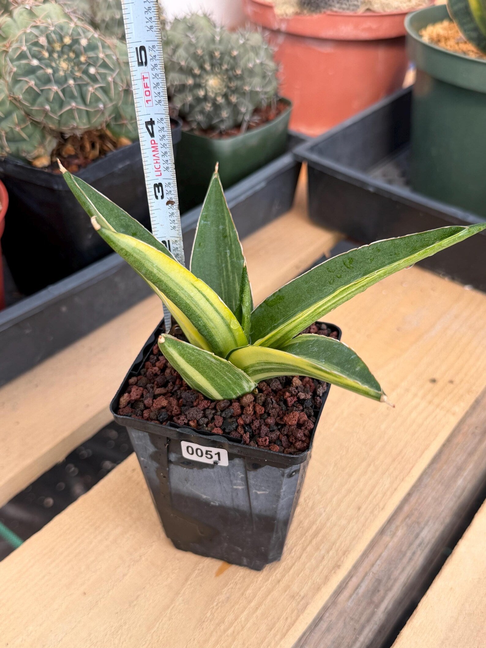 Variegated Sansevieria Suriyothai Rare Live Snake Plant – Exact Houseplant #51