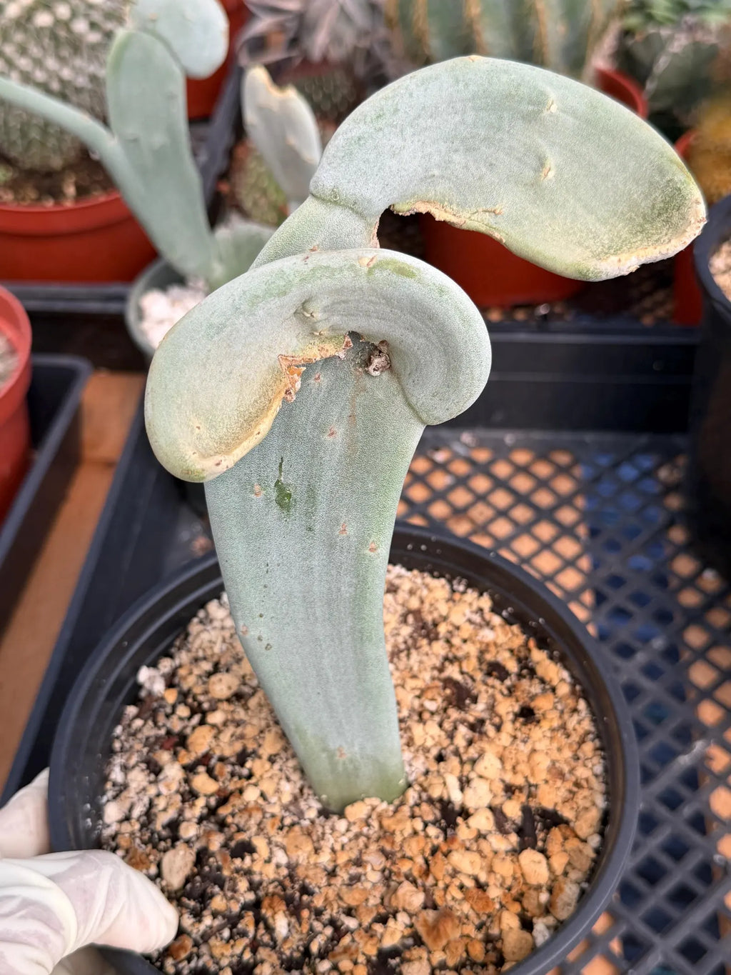 Crested Euphorbia Slipper Plant Rare #377