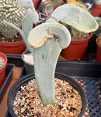 Crested Euphorbia Slipper Plant Rare #377