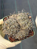 Gymnocalycium Bodenbenderianum Cluster | 4-Head Rare Cactus | Live Plant #381