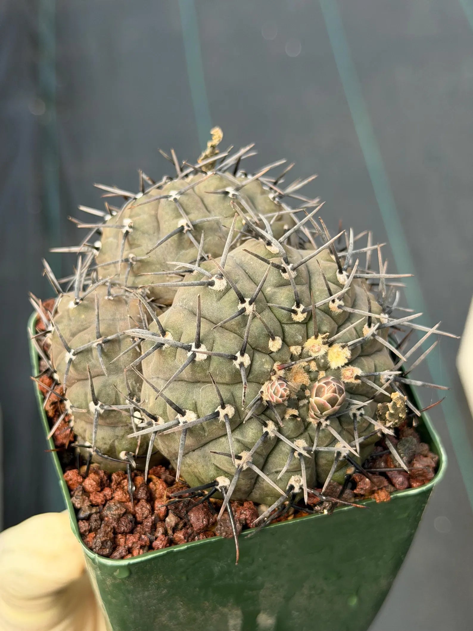 Gymnocalycium Bodenbenderianum Cluster | 4-Head Rare Cactus | Live Plant #381