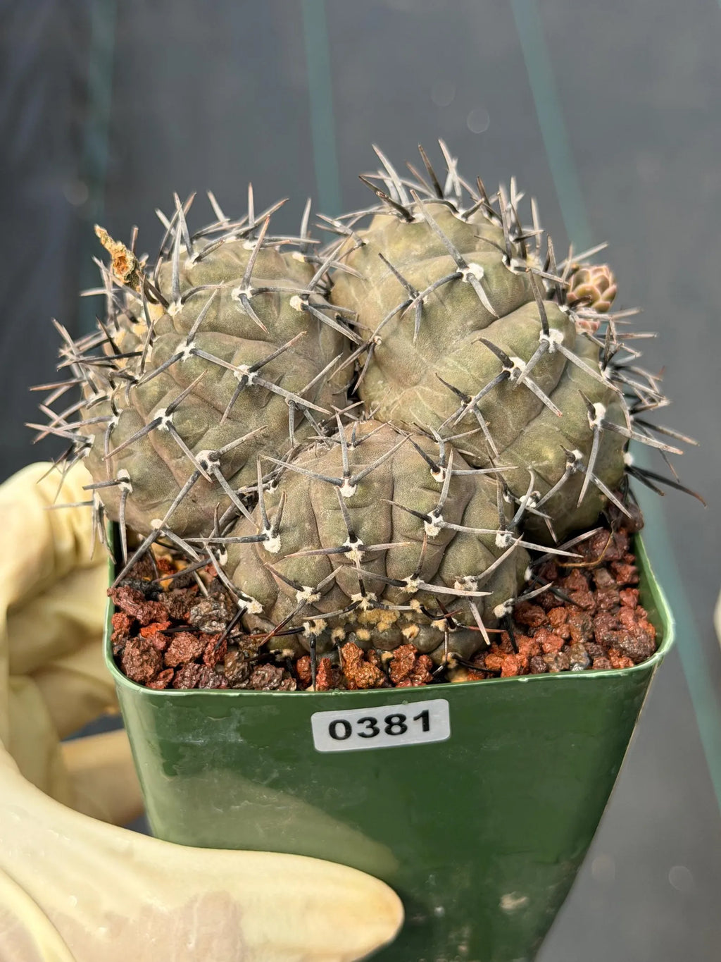 Gymnocalycium Bodenbenderianum Cluster | 4-Head Rare Cactus | Live Plant #381