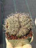 Gymnocalycium Bodenbenderianum Cluster | 4-Head Rare Cactus | Live Plant #381