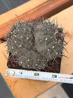 Gymnocalycium Bodenbenderianum Cluster | 4-Head Rare Cactus | Live Plant #381