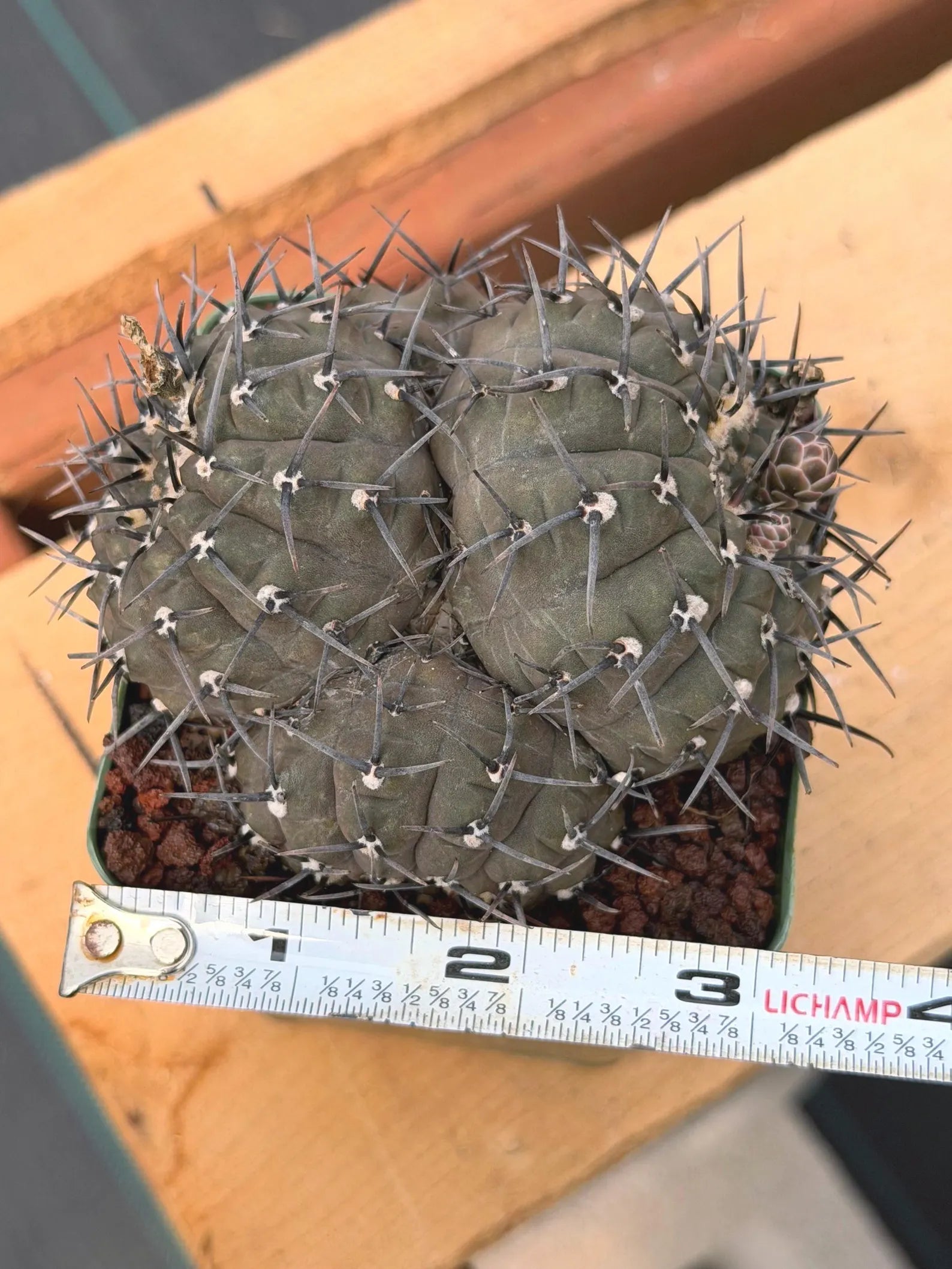 Gymnocalycium Bodenbenderianum Cluster | 4-Head Rare Cactus | Live Plant #381