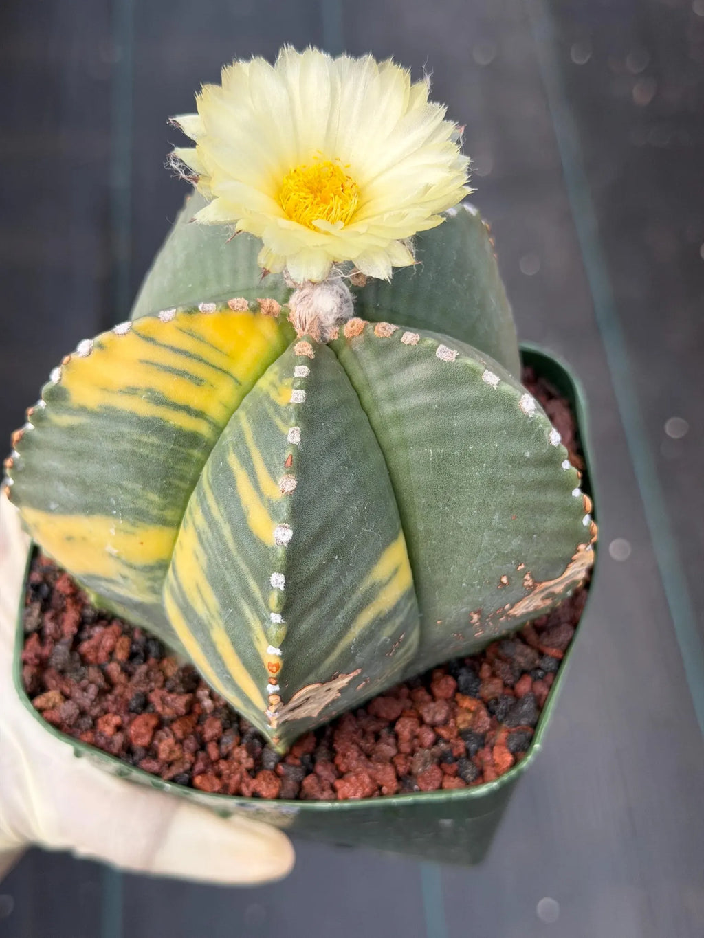 Variegated Astrophytum Myriostigma Rare Cactus – Live Plant #372