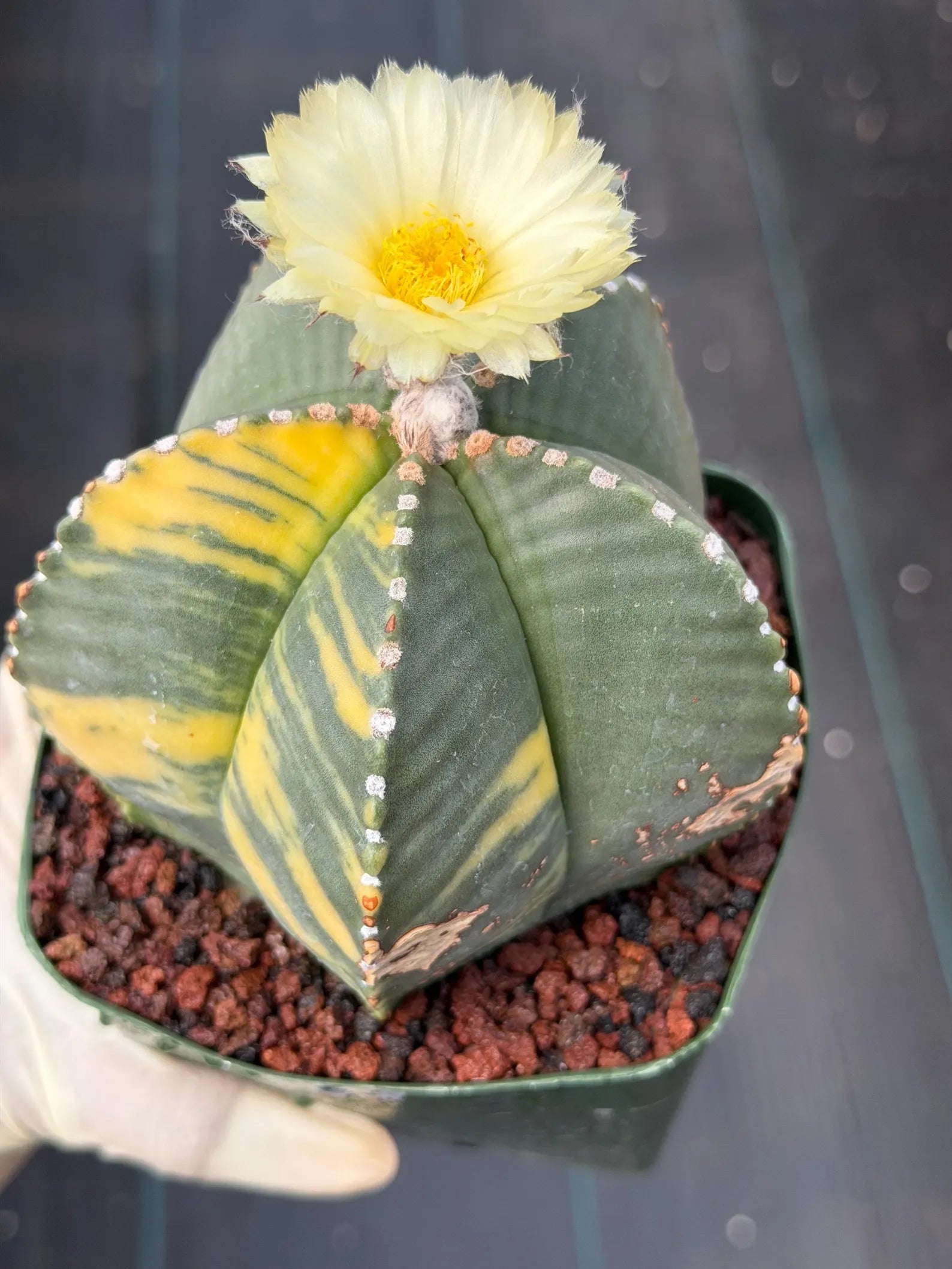Variegated Astrophytum Myriostigma Rare Cactus – Live Plant #372