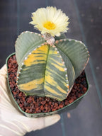 Variegated Astrophytum Myriostigma Rare Cactus – Live Plant #372