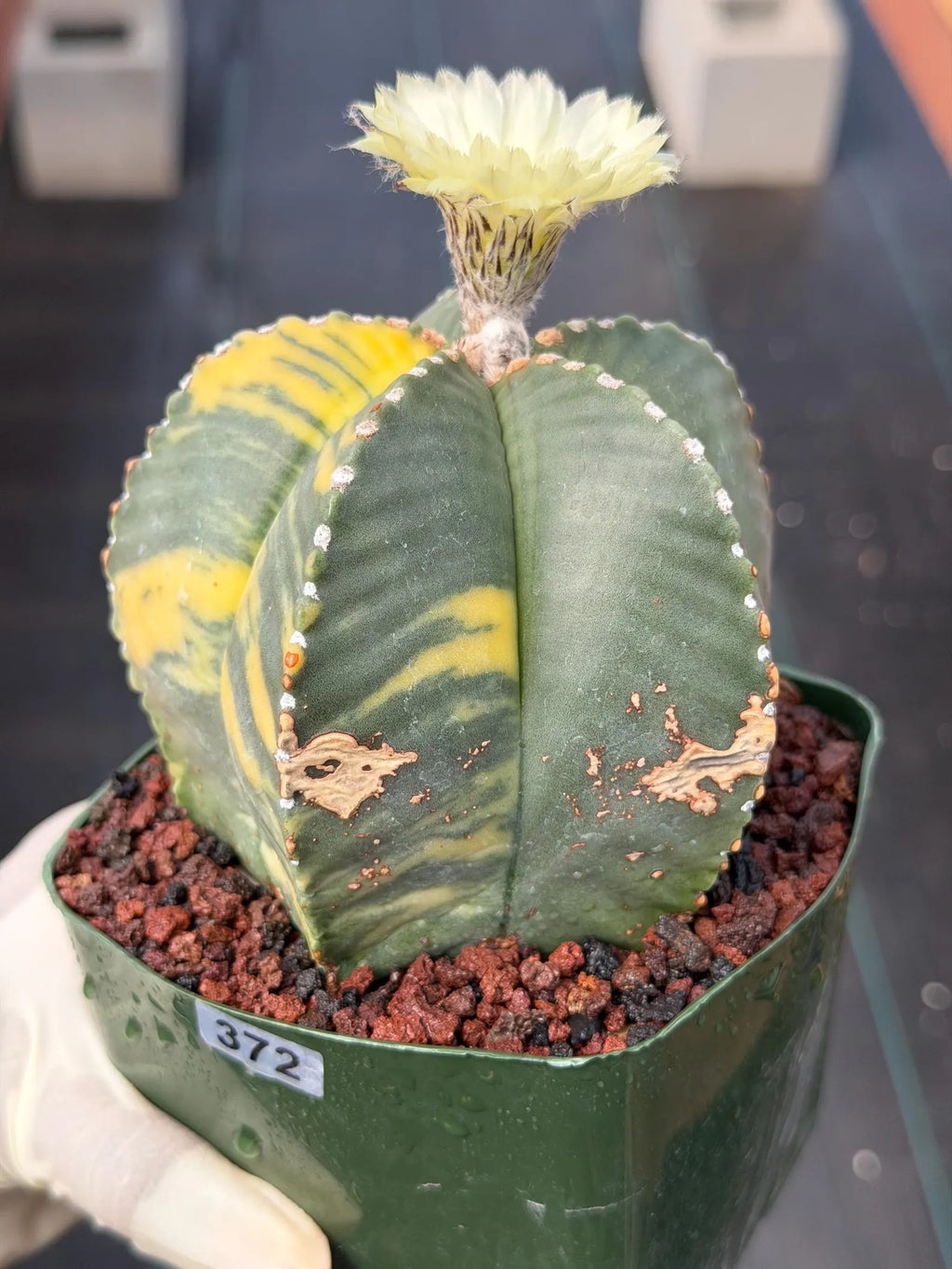 Variegated Astrophytum Myriostigma Rare Cactus – Live Plant #372