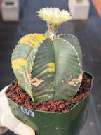 Variegated Astrophytum Myriostigma Rare Cactus – Live Plant #372