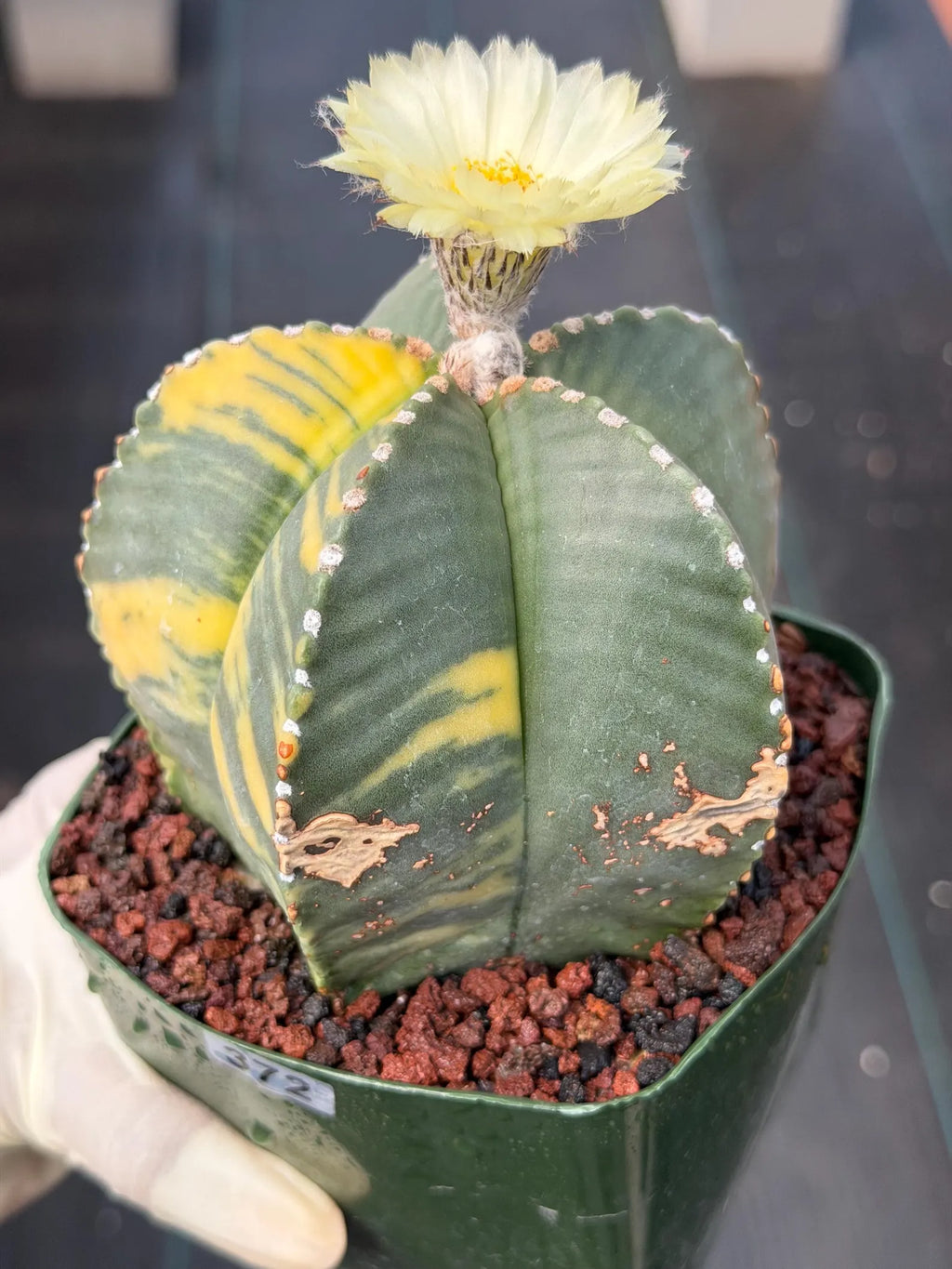 Variegated Astrophytum Myriostigma Rare Cactus – Live Plant #372