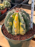 Variegated Melocactus #369 | Rare Live Cactus Specimen