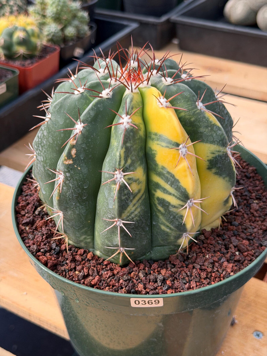 Variegated Melocactus #369 | Rare Live Cactus Specimen