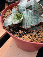 Sansevieria Silver Blue | Rare Silver Blue Snake Plant 366 | Easy Care Houseplant | Live Plant Pup