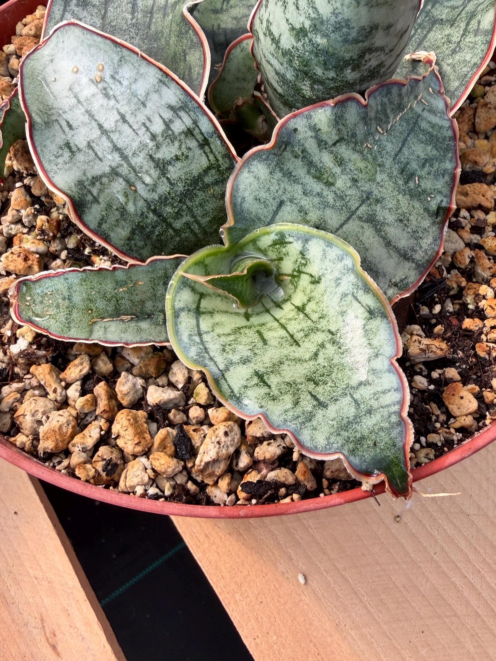 Sansevieria Silver Blue | Rare Silver Blue Snake Plant 366 | Easy Care Houseplant | Live Plant Pup
