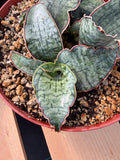 Sansevieria Silver Blue | Rare Silver Blue Snake Plant 366 | Easy Care Houseplant | Live Plant Pup