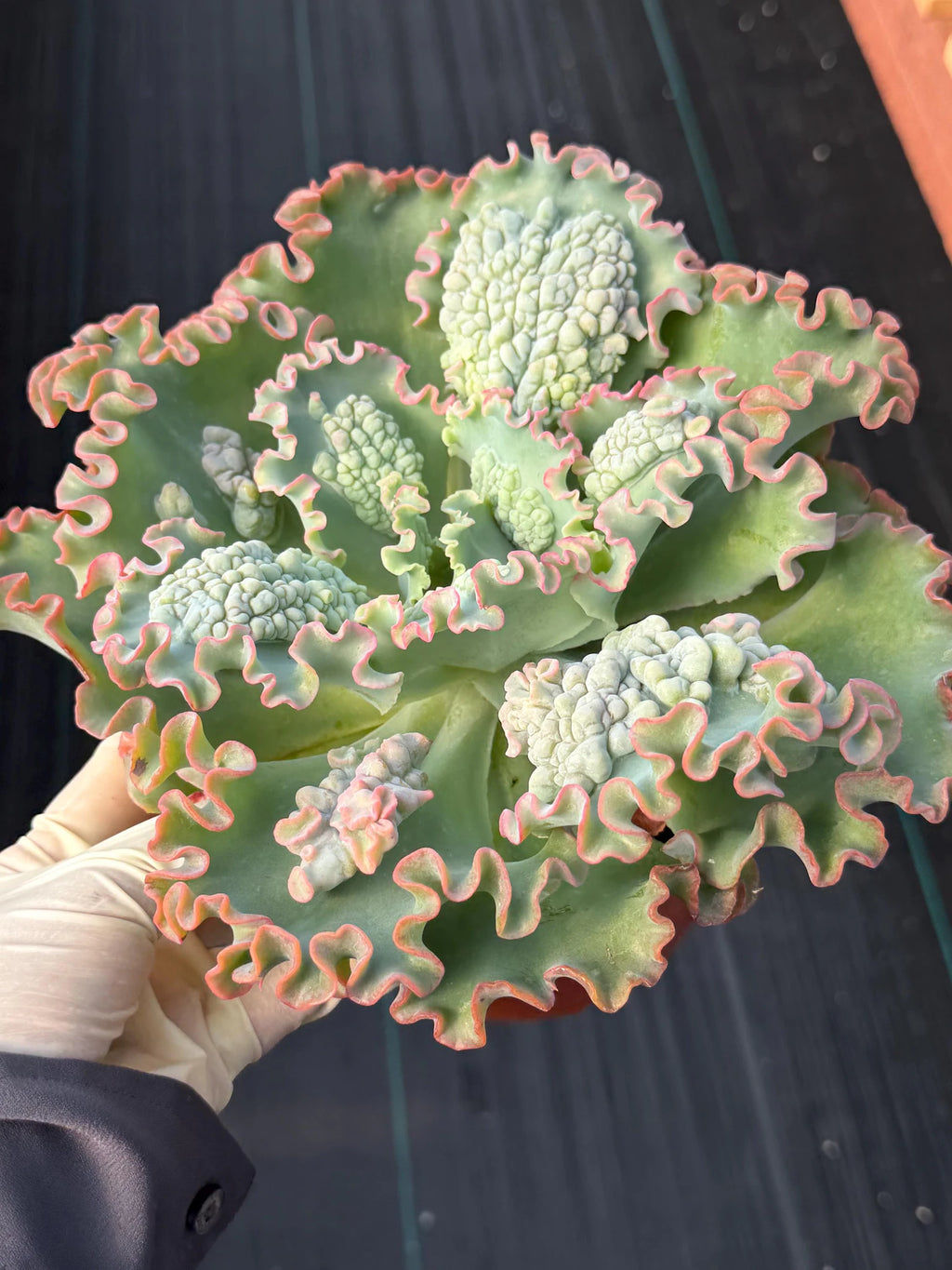6" Echeveria Sea Dragon #393 | Large Live Succulent Plant