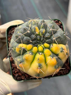 Variegated Gymnocalycium Ochoterenae Cactus | Rare Live Cactus | Collector Plant | Exact Plant #499