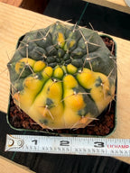 Variegated Gymnocalycium Ochoterenae Cactus | Rare Live Cactus | Collector Plant | Exact Plant #499