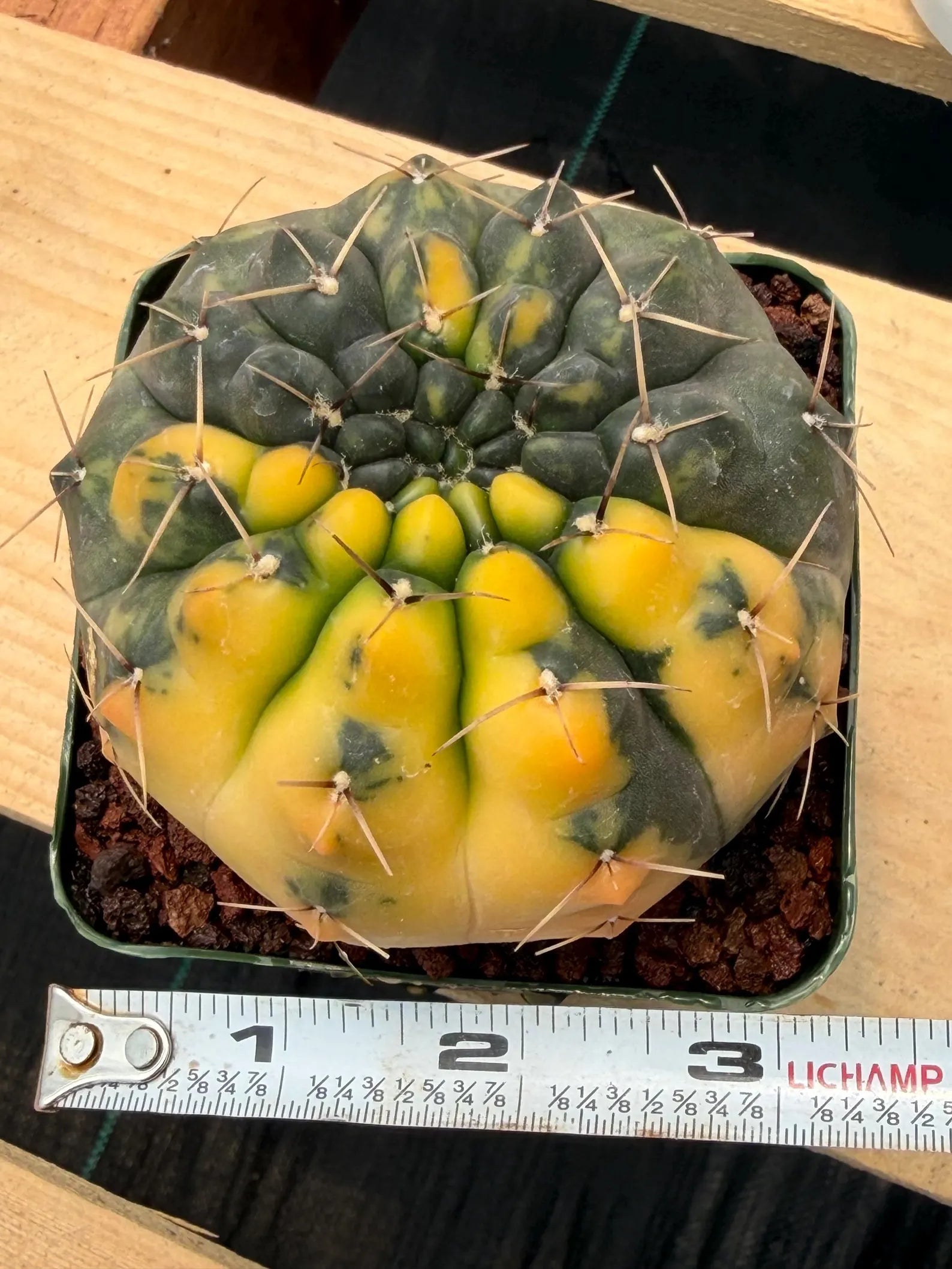 Variegated Gymnocalycium Ochoterenae Cactus | Rare Live Cactus | Collector Plant | Exact Plant #499