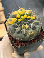 Variegated Gymnocalycium Ochoterenae Cactus | Rare Live Cactus | Collector Plant | Exact Plant #499