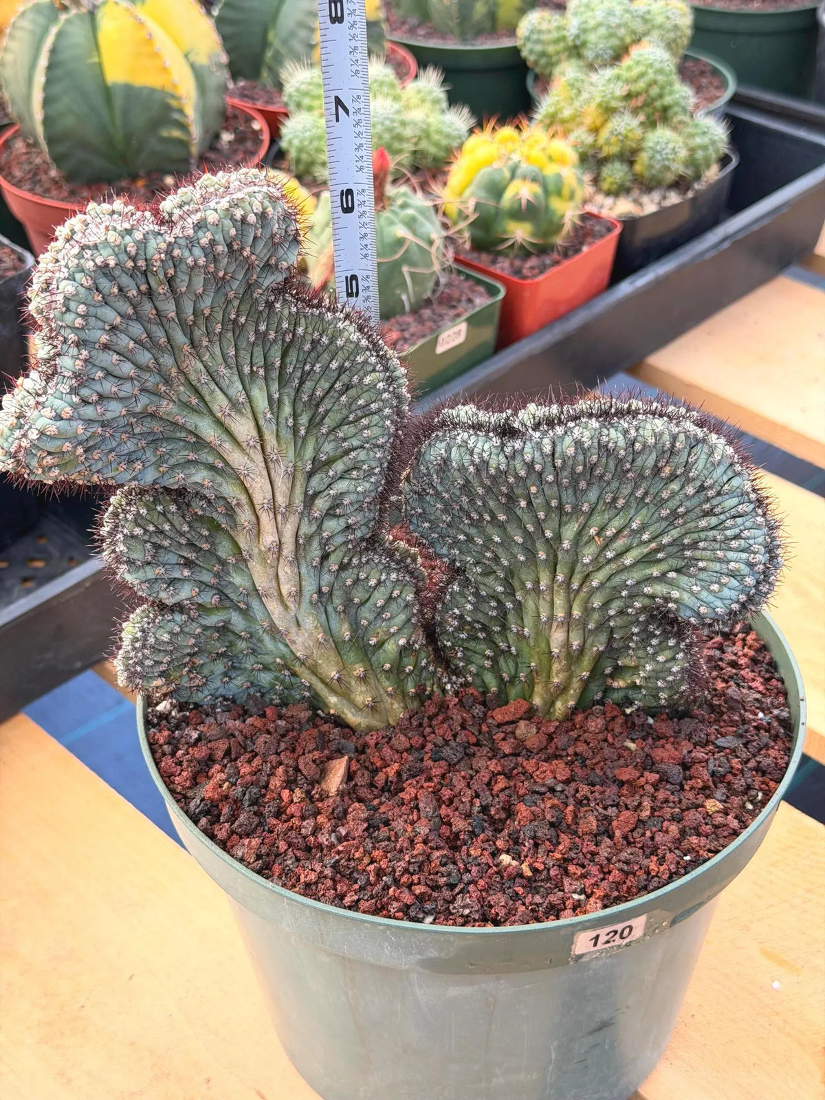 Crested Cipocereus Bradei | Blue Crested Rare Cactus #120