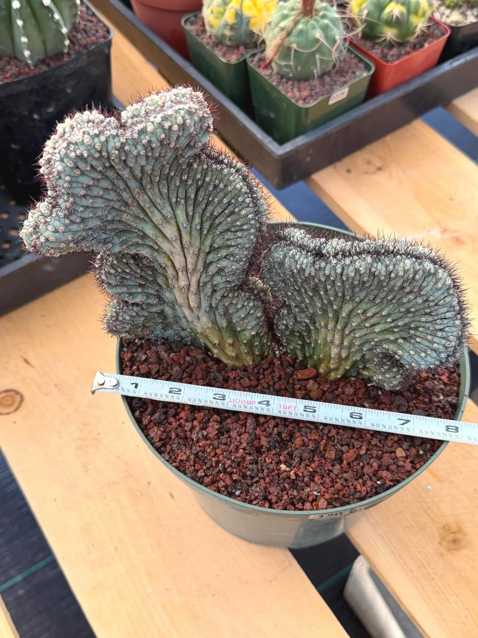 Crested Cipocereus Bradei | Blue Crested Rare Cactus #120