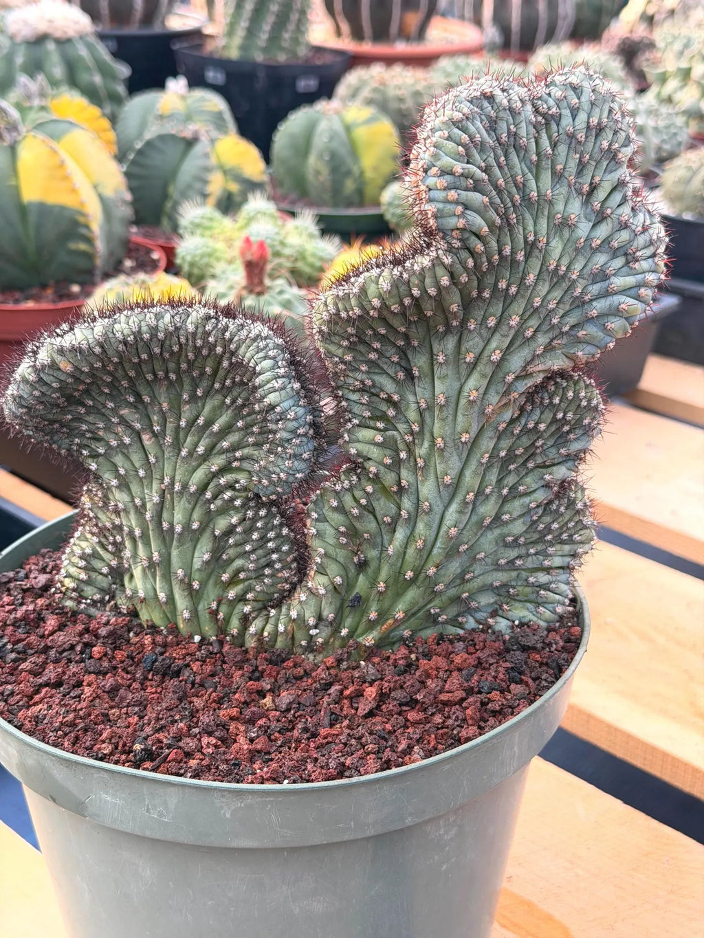 Crested Cipocereus Bradei | Blue Crested Rare Cactus #120
