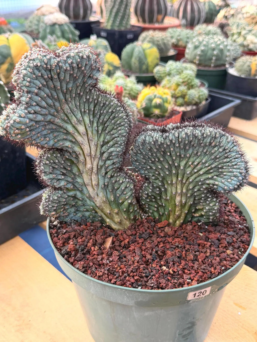 Crested Cipocereus Bradei | Blue Crested Rare Cactus #120