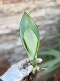 Sansevieria Moonshine Live Plant – 4-Inch Easy-Care Snake Plant Houseplant