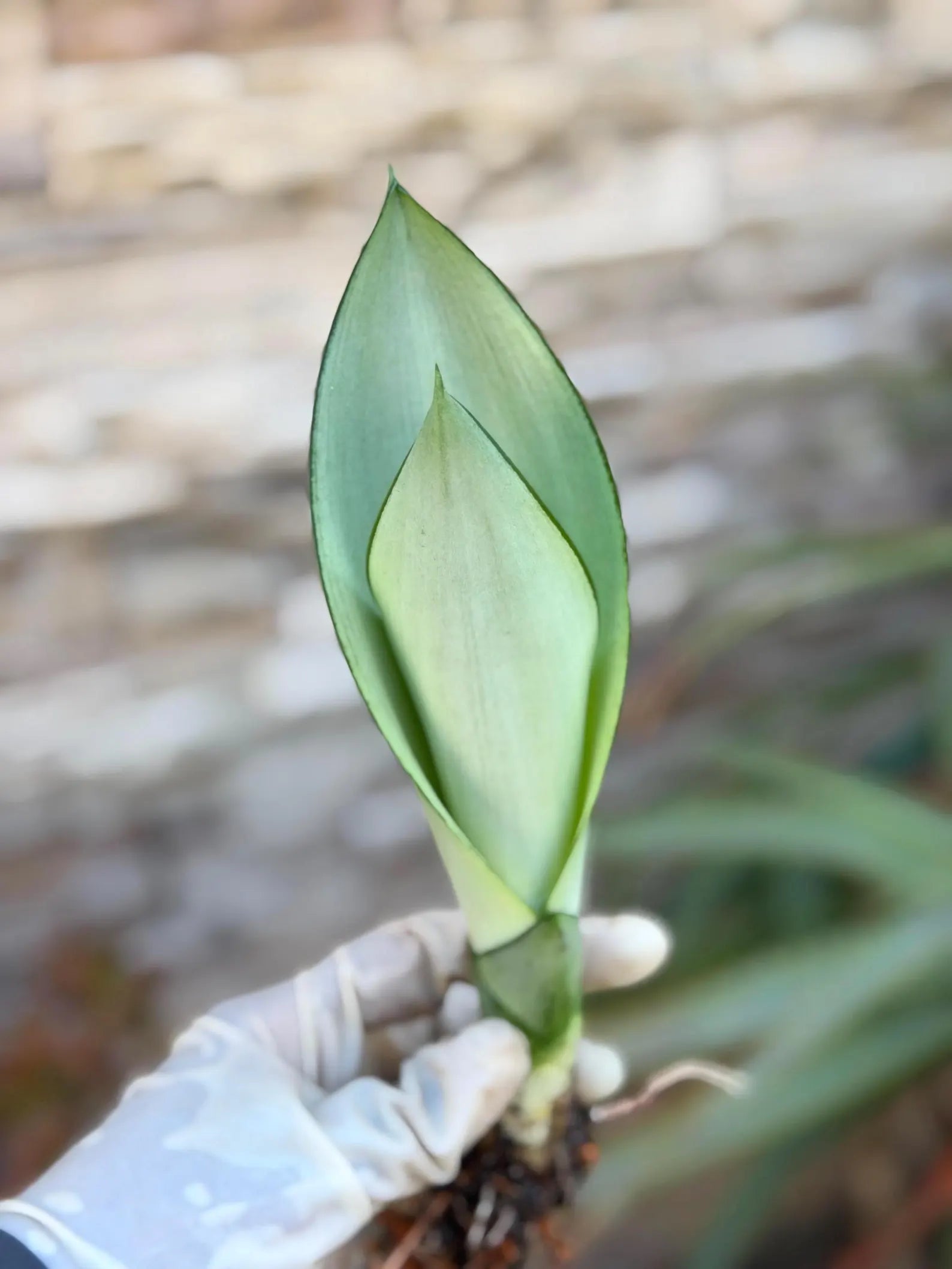 Sansevieria Moonshine Live Plant – 4-Inch Easy-Care Snake Plant Houseplant